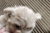 免费领养小狗