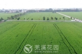 泰兴：农药减量20%！解锁稻田的“绿色密码”