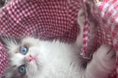 布偶猫
